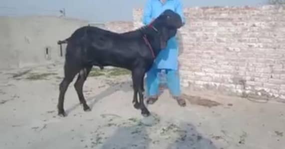 ful hight mein Bakra aur Mashallah Kamal ki chij. +03102729869