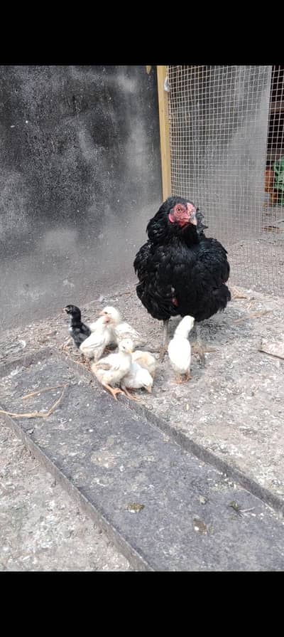 Thai burmi bacha bap Thai maa Thai burmi