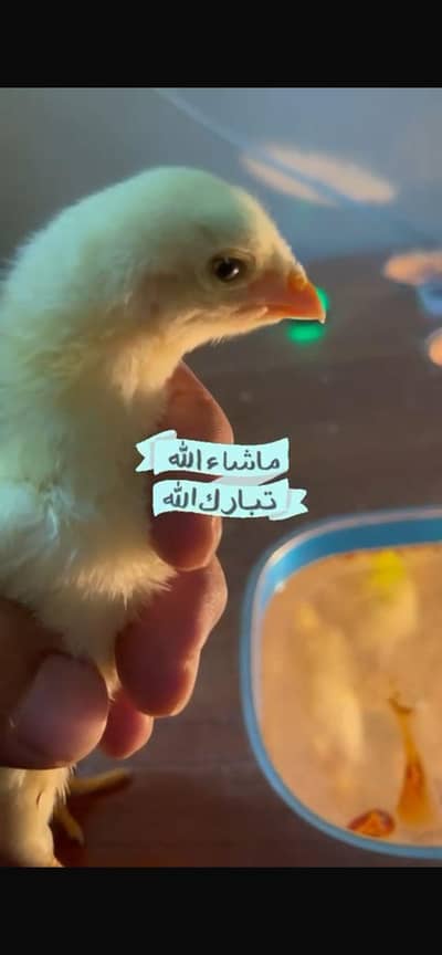 10 din to 1 month shamo chicks for sale  phone num03062210152