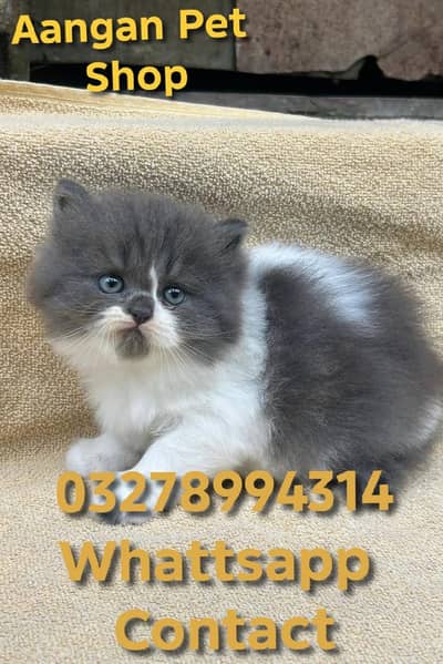 Cute Healthy Vaccinated Cats Available – Home Raised