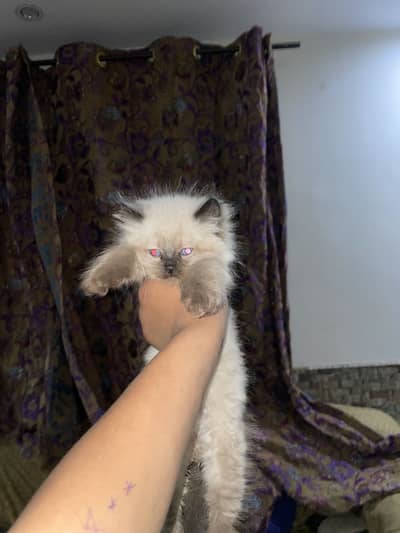 Birman cat for sell urgent