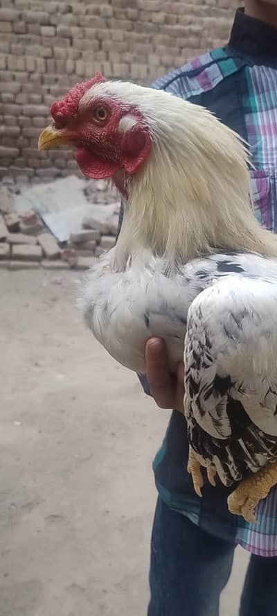 pure aseel murgha for sale