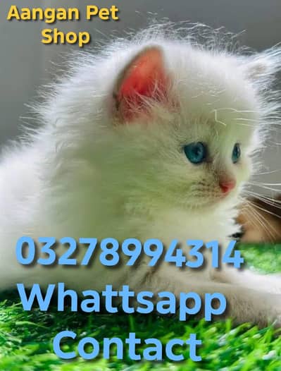 Cute Healthy Vaccinated Cats Available – Home Raised
