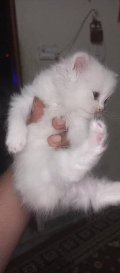 Persian kitten