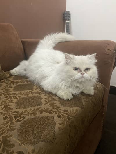 High quality persian female cat for sale/adoption