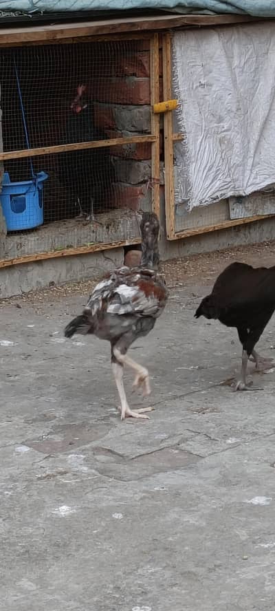 3 females 1 male aseel