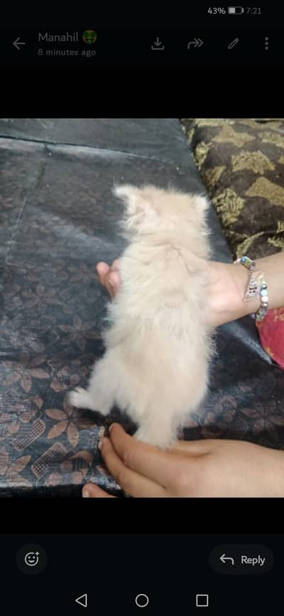 parsian baby double cord pair white and brown