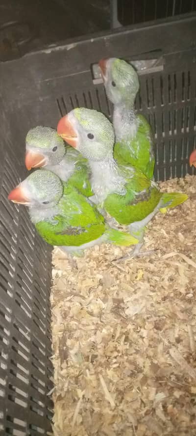 full green red shoulder raw parrots