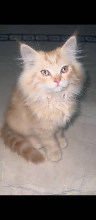 Persian Kitten