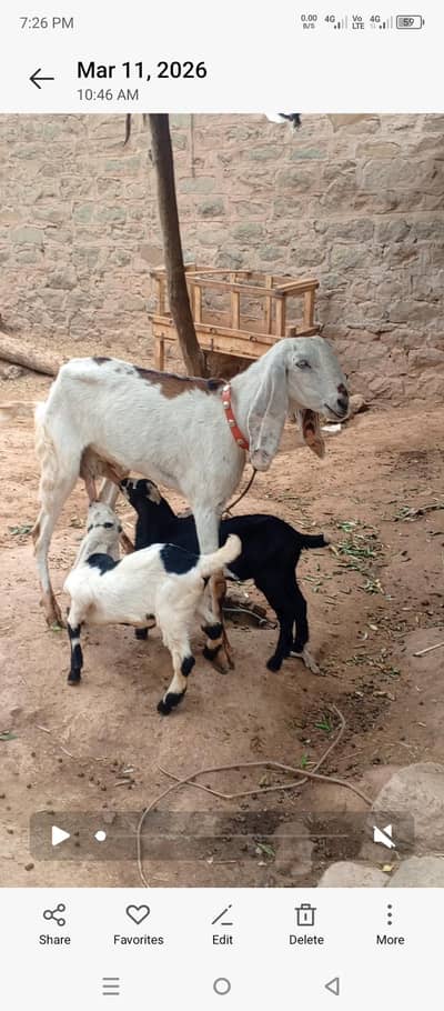 batal  bakri for sale