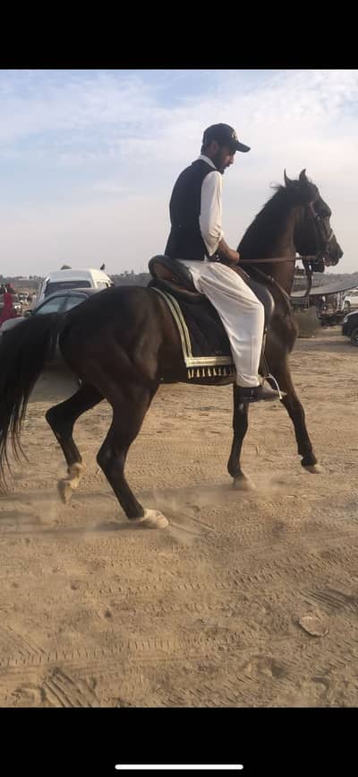 Desi horse for sale