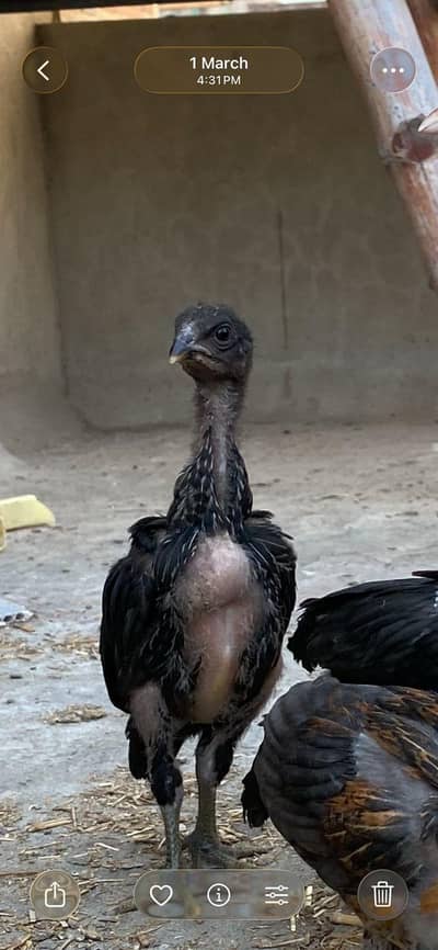 Premium Aseel chicks ready to take flight into your flock!