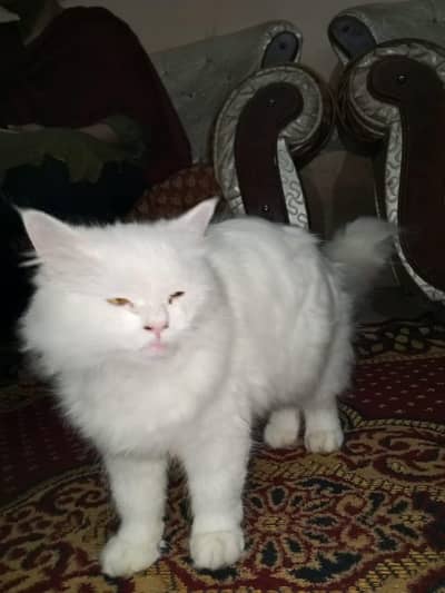 Persian cat cat available for sale