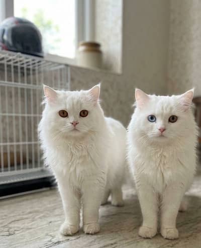 Beautiful Cat Pair Available