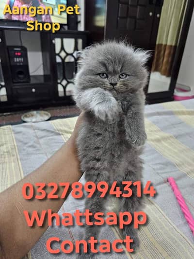 Cute Healthy Vaccinated Cats Available – Home Raised