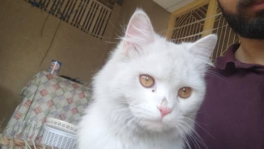 full energy and active pursion cat