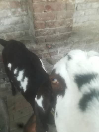 Bakra for sale