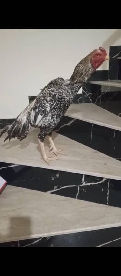 parrot beak chiks Turkish chiks hn