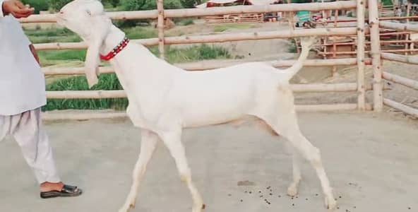 gulabi bakra qurbani ke liye for sale call me_03460423873