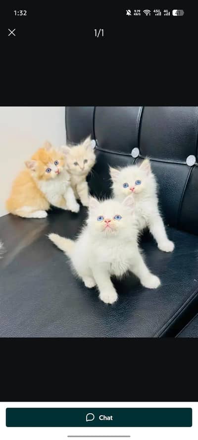Persian kittens for sale My Whatsapp Number 0334*4278*291