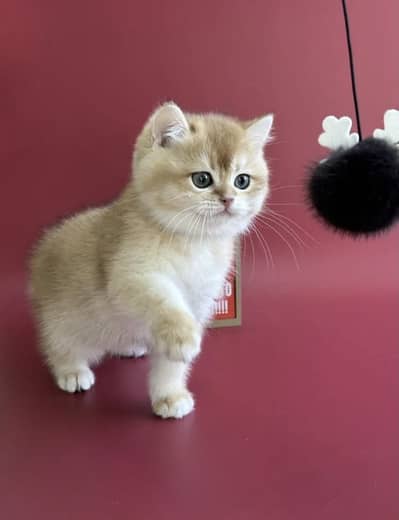 British Shorthair