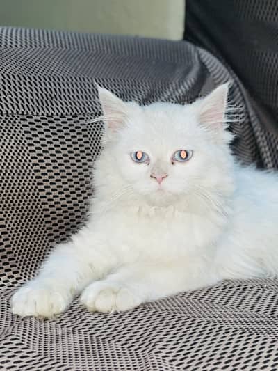 Full white Persian cat Age 3 months Full Train in toilet 03332608358