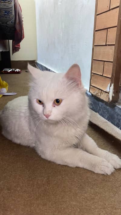 Persian kittens and Persian pair is available