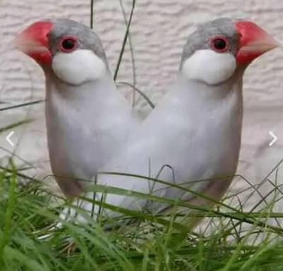 Silver java breeder pair 1 female extra