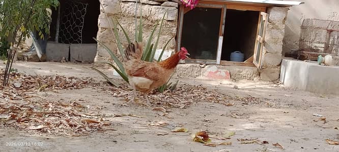 Golden Misri Hen – 1+ Year Old – Daily Egg Layer