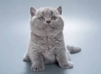British Shorthair