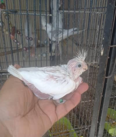 eno cocktail baby of just came out of box