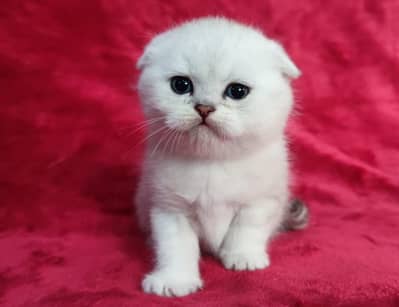 Scottish Fold
