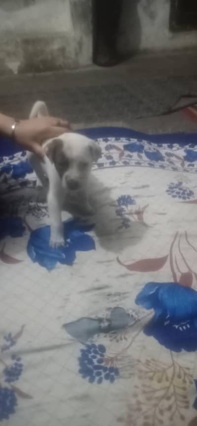 boly gholter dog  xcheng karna he