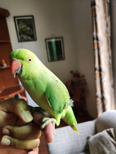 hand tame talking breeder female