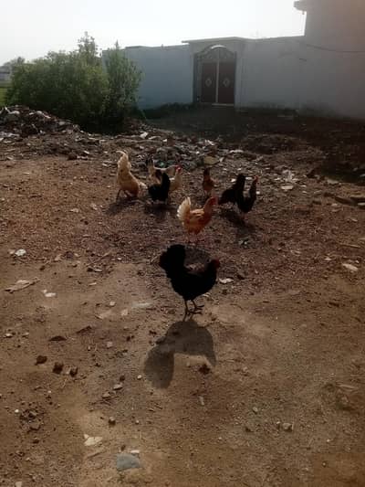 desi murghian for sale