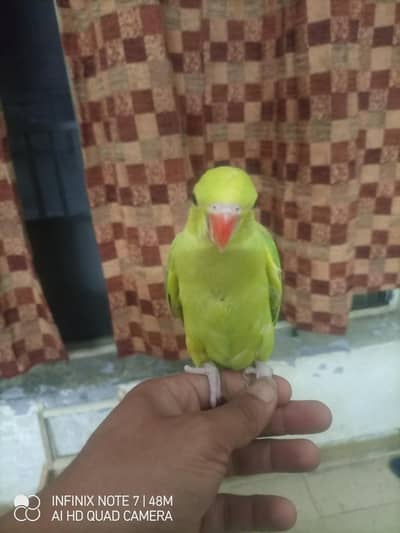 grey & Green ringneck cross chick