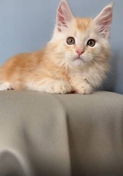 Maine Coons Imported Kittens