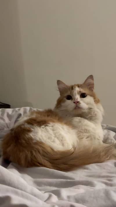 Male Persian cat. 3 years old