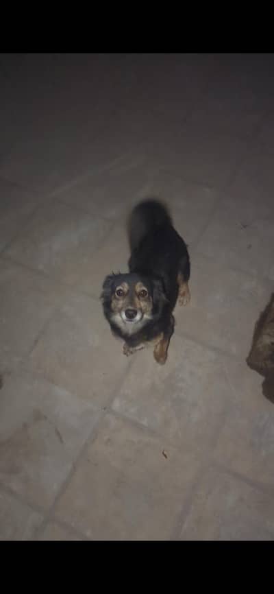 Pomeranian + Russian Mixed Femail dog