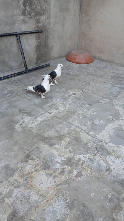 Black cherry sentinent chiks