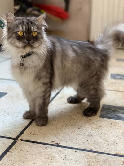 PERSIAN CAT TRIPLE CODE DOLL FACE