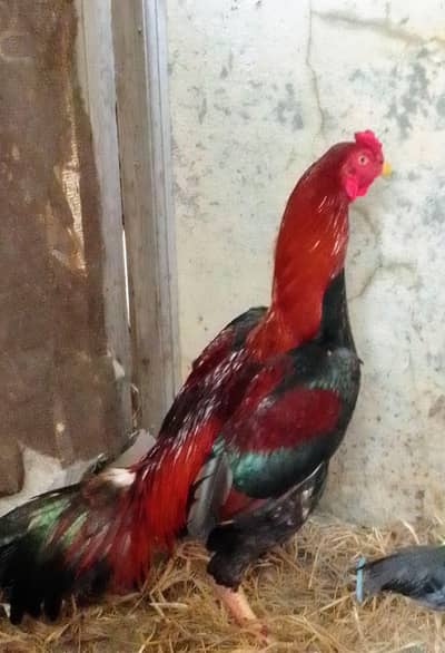 Gujarat city Aseel murga for sale Rs. 12,000