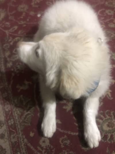 CUITE DOGO FULLY VACCINATED FOR SALE