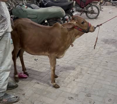 0 size Gheni For sale