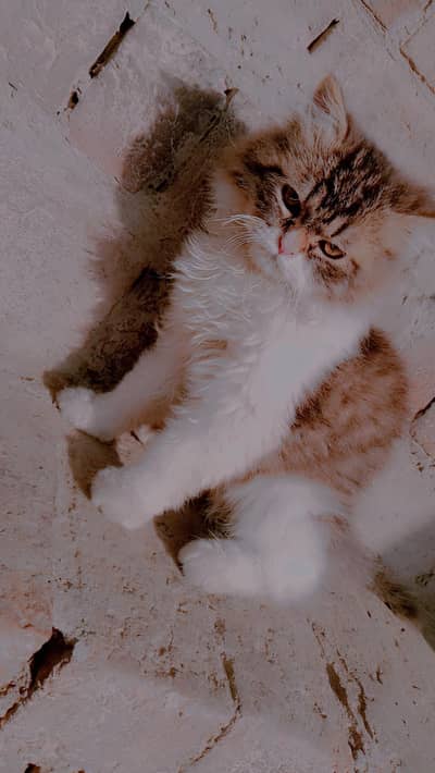 koi issue ni bas wasy hi sale krni hai