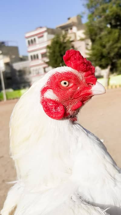 Aseel Heera 03100024337