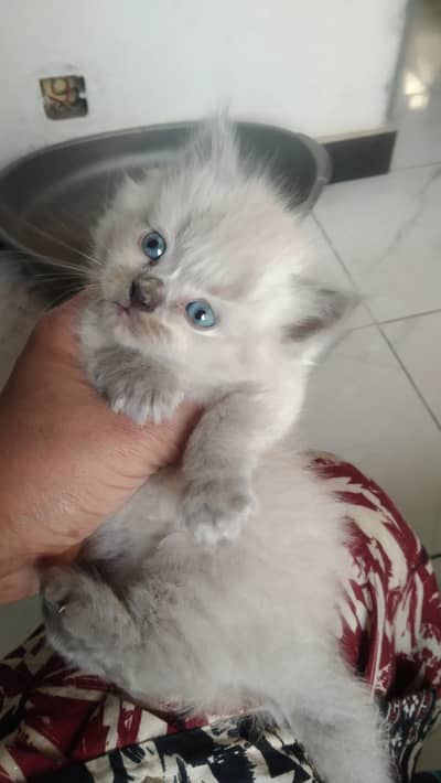 beautiful Persian kittens