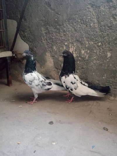 Rampuri Or patti wala jora