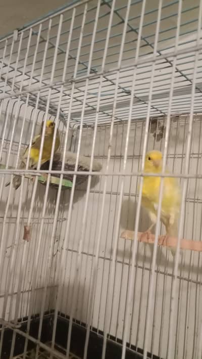 canary one pair male solo seging