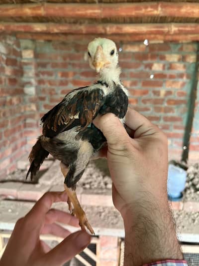 Lakha Aseel Chicks Pair For sell